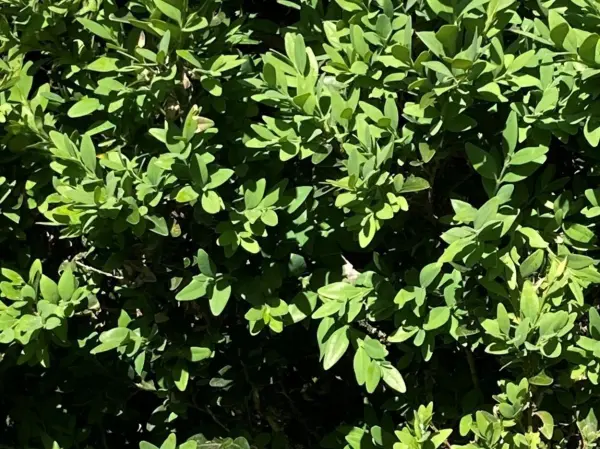 Geschafft! Die kahl gefressene Hecke konnte sich mit Neem&ouml;l erholen. Um alle Larven zu erwischen, spr&uuml;he nach 2 Wochen erneut.