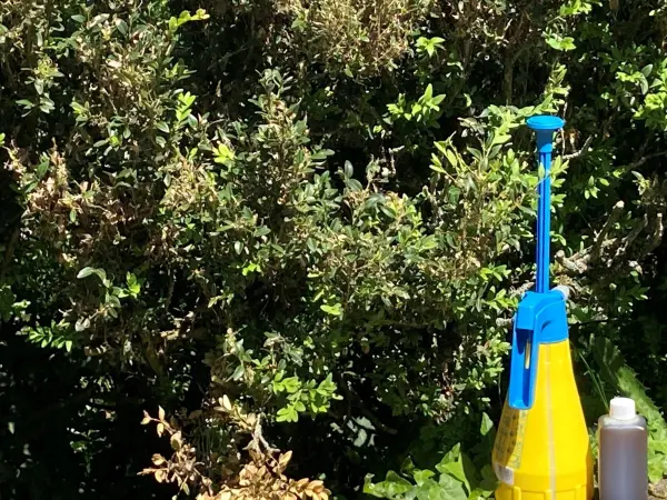Per Hand baust du beim Pumpen ausreichend Druck auf, um das Neem&ouml;l auch ins Innere der Hecke zu spr&uuml;hen.