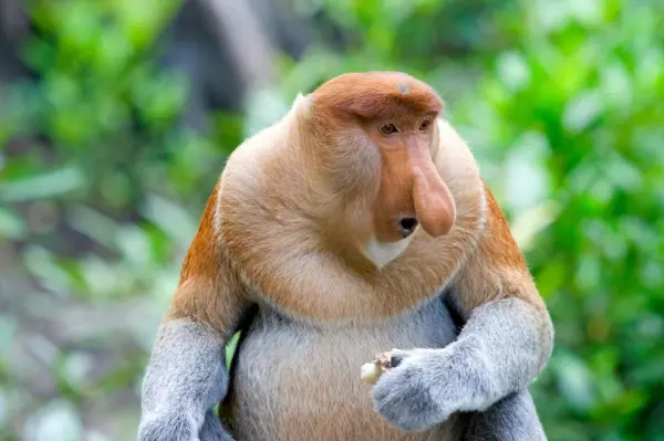 Ist da eine Gurke entgleist oder was baumelt dem Affenkerl da mitten im Gesicht herum? Den Weibchen gefällt's jedenfalls.