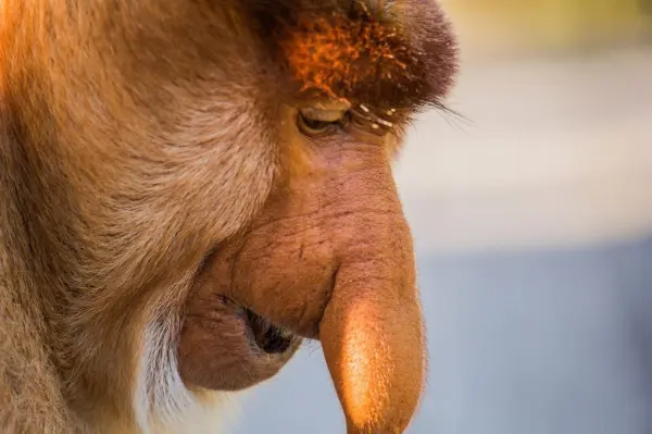 Schönheit liegt im Auge des Betrachters. Für das Nasenaffenweibchen ist eine lange Gurkennase der Gipfel der Schönheit.