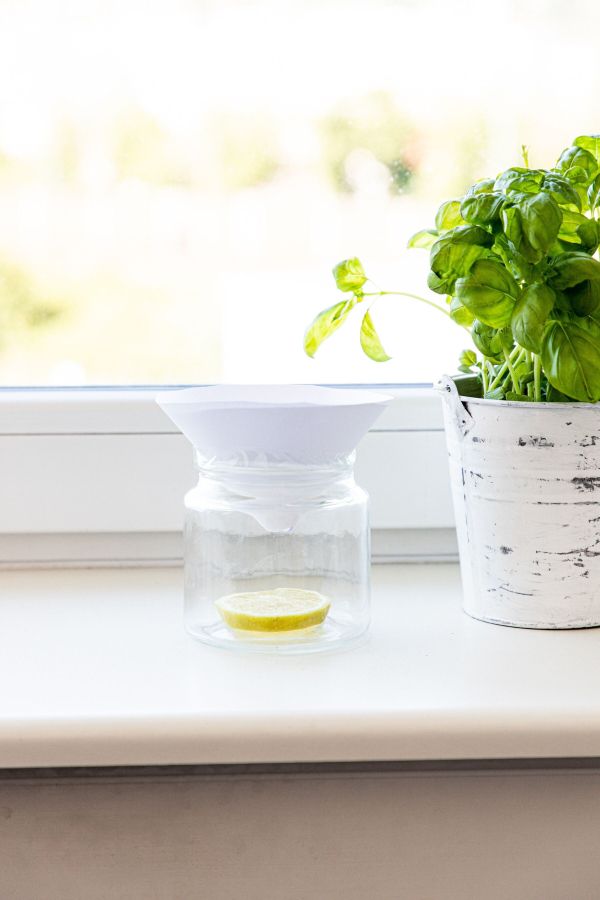 Die selbst gebastelte Lebendfalle f&uuml;r Frucht- oder Obstfliegen haben wir bei uns auf dem Fenstersims platziert.