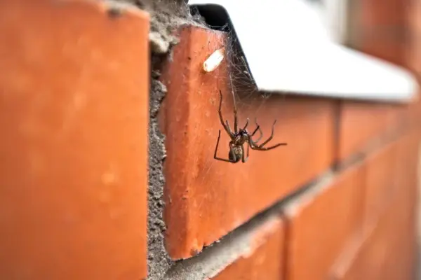Reinkrabbeln oder lieber draußen bleiben? Gerne letzteres! Vor dem Fensterbrett darf unsere achtbeinige Untermieterin gerne Mücken fangen.