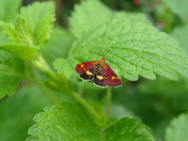 Auch Schmetterlinge lieben Zitronenmelisse. Mit ihrem frischen Aroma zieht die Zitronenmelisse viele Insekten an.