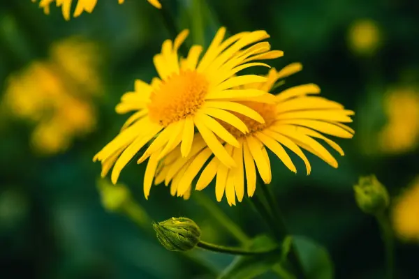 Arnica wird auch als Wolfsbiss bezeichnet, da es fr&uuml;her verwendet wurde, um Bisswunden von W&ouml;lfen zu behandeln.