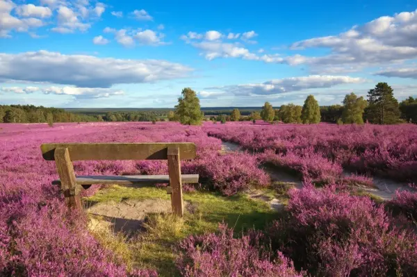 Sieht ja ganz nett aus - und f&uuml;r manche Menschen ist diese Landschaft sicher das Allersch&ouml;nste. Aber im Grunde liegt sie nur faul rum und ver&auml;ndert sich nicht. Deshalb war die Heide das Vorbild f&uuml;r den Namen, den Christen den Menschen gaben, die an viele G&ouml;tter glaubten: Heiden.