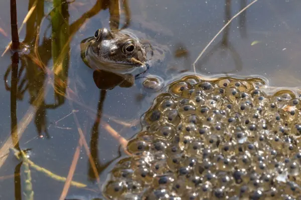 Ich wollt, ich wär ein Huhn! Jaja, so ein Frosch hat's schwer. Da legt er seine Eier ins Wasser - und ein Großteil davon landet in Fischmägen. Mahlzeit!