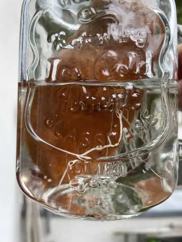 Die S&uuml;&szlig;kartoffel wird zum Selbstziehen in ein halb mit Wasser gef&uuml;lltes Limo- oder Weckglas gesetzt.