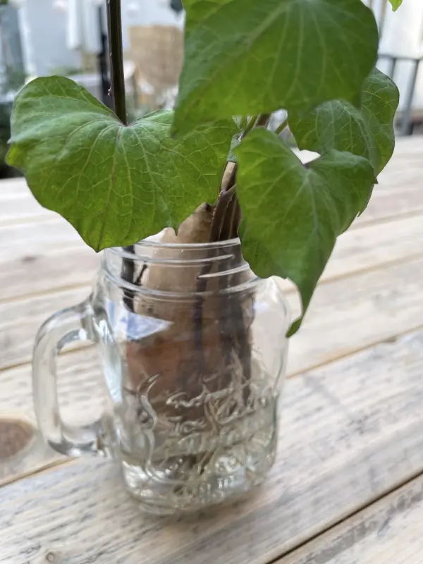 Das Wasser sollte beim S&uuml;&szlig;kartoffel im Glas anbauen regelm&auml;&szlig;ig gewechselt werden.