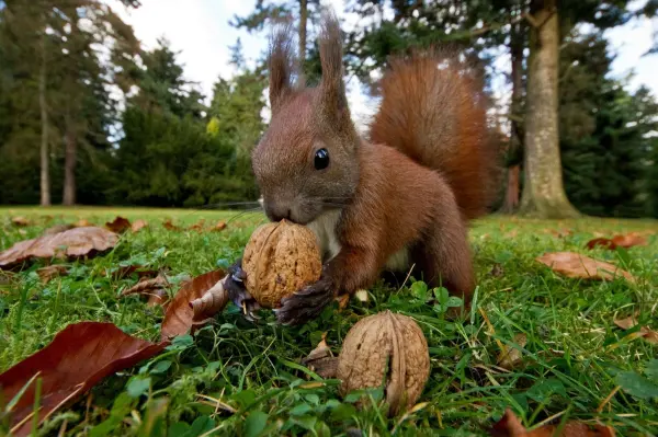 Eichh&ouml;rnchen haben f&uuml;r jede Nuss das passende Versteck. 