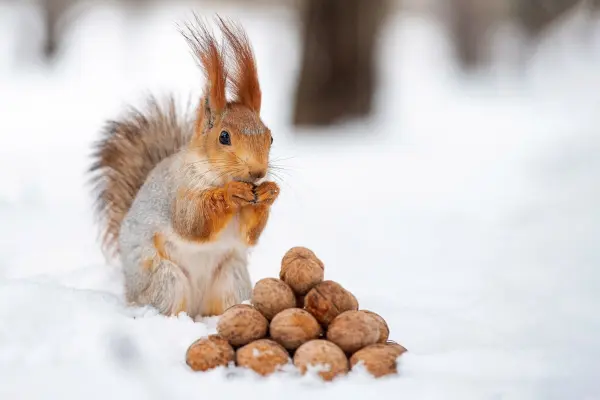 Immer der Nase nach: Auch unter einer dicken Schneeschicht finden Eichh&ouml;rnchen ihre N&uuml;sse wieder. 