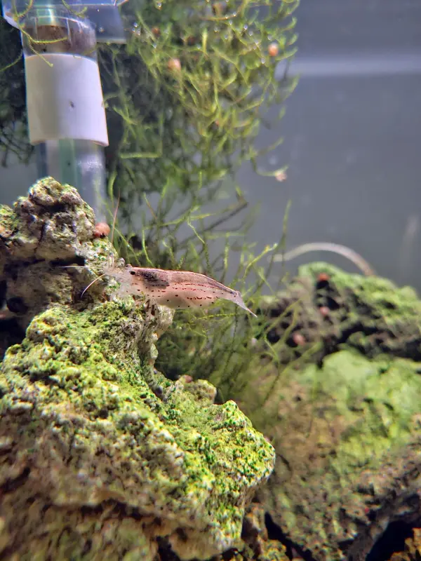 Hier gibt es immer etwas zu sehen: Guppys, Platys, Welsen, Schnecken und fünf Garnelen sorgen für Action im Aquarium.