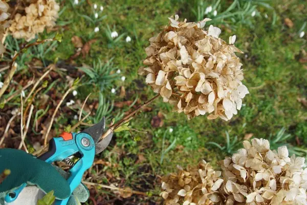 Schneidest du Hortensien bodennah ab, f&auml;llt die Bl&uuml;te in der aktuellen Wachstumsperiode aus.