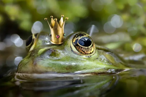 Die M&auml;rchenwelt ist schon seltsam: Da kann ein Prinz auch einfach mal zu einem Frosch werden!