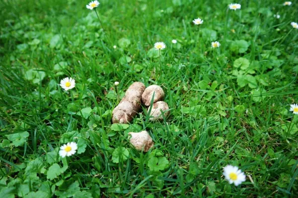 G&auml;nsebl&uuml;mchen im Hundefutter sehen nicht nur sehr apart aus, sie sorgen auch f&uuml;r einen feinen Duft. Das Endprodukt n&auml;hert sich in der Farbgebung sogar der Blume an.