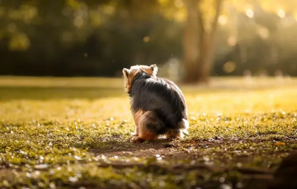 Dank duftender Pflanzennahrung wird Hundekot in der Gesellschaft enttabuisiert. 