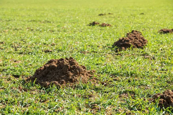Hast du auch schon mal Maulwurfshügel auf der Wiese gesehen? Maulwürfe leben die meiste Zeit unter der Erde und buddeln sich Gänge und Höhlen. Von dort aus suchen sie auch nach Futter. Hast du auch schon mal Maulwurfshügel auf der Wiese gesehen? Maulwürfe leben die meiste Zeit unter der Erde und buddeln sich Gänge und Höhlen. Von dort aus suchen sie auch nach Futter.