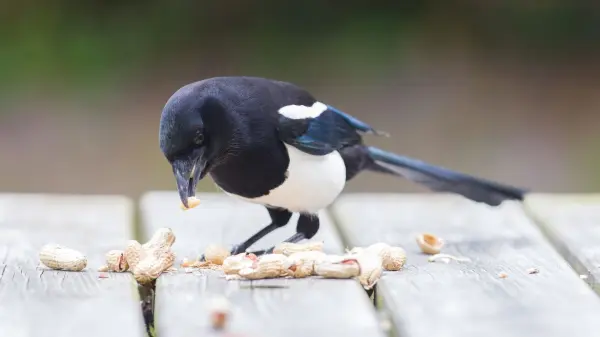 Ein Wort, zwei Bedeutungen. Doch inhaltlich gibt es bei Elster als Vogel und www.elster.de durchaus &Uuml;berschneidungen.