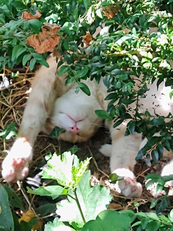 Egal wo, Hauptsache Schatten - Katzen suchen sich im Hochsommer, wenn m&ouml;glich, einen f&uuml;r sie geeigneten Schlafplatz.