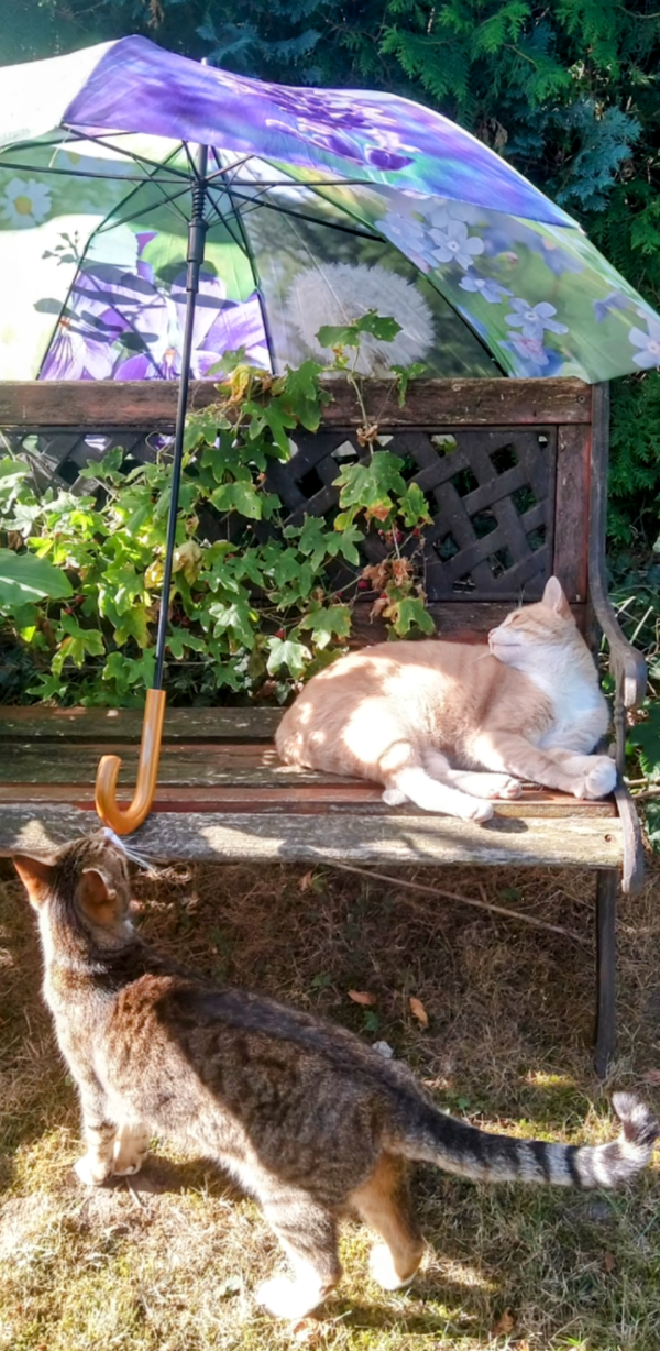 Ein gro&szlig;er Regenschirm sorgt daf&uuml;r, dass die beiden Kater ein halbwegs schattiges Pl&auml;tzchen haben. 