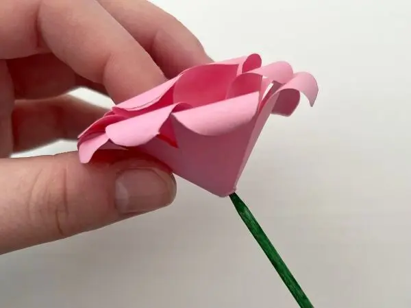 Zuletzt kommt noch der Stängel und schon hast du eine Papierrose selber gemacht. Zuletzt kommt noch der Stängel und schon hast du eine Papierrose selber gemacht.