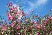 Schildläuse auf Oleander