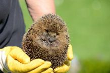 Junge Igel