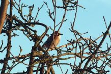 Vogelfutter ausverkauft? Schnelle Notlösung