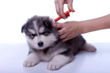 Anti-Zecken-Mittel bei Hunden