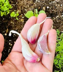 Aussaat vor Katzen schützen mit Knoblauch