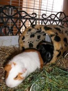 Kuschelröhre für Meerschweinchen vom Katzenkratzbaum