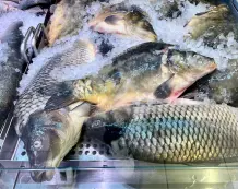 Kleiner Tipp zum Fischkauf