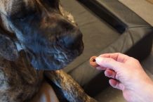 Hunde-Leckerli