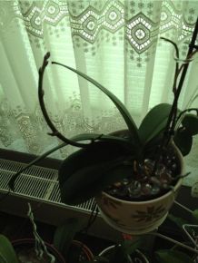 Orchideen retten - Wachstumsschub für Orchideen