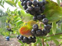 Marmelade aus Aroniabeeren