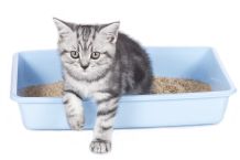 Katzenklo Deo selber machen