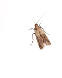 Schlupfwespen gegen Lebensmittelmotten