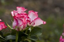 Rosen mit Stecklingen vermehren