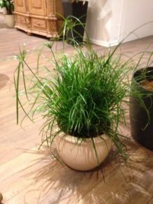 Katzengras länger haltbar machen