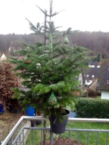 Weihnachtsbaum als Futterbaum für Vögel weiter verwenden