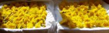 Löwenzahnblüten - so wird man die Krabbeltierchen los