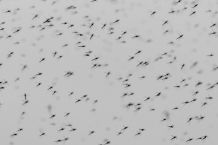 Mückenplage: Wie schützt man sich vor Stichen?