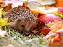 Winter: Was tun für Igel, Vögel und Co?