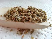 Oregano gegen Motten und Blattläuse