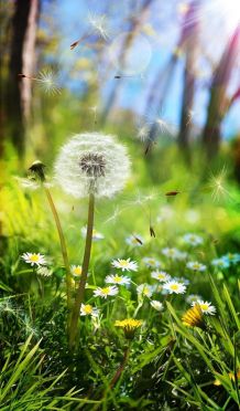 Frühlingszeit = Allergiezeit: Wie kann man sich schützen?