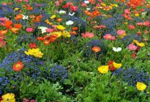 Blumenwiese jetzt anpflanzen