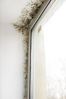 Bad und Küche schimmelfrei ohne Antischimmel-Spray