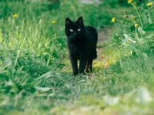 Schwarze Katzen wurden im Mittelalter als Handlanger und Begleiter des B&ouml;sen vermutet &ndash; und haben es heute schwerer, aus Tierheimen adoptiert zu werden. 