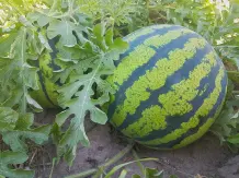 Wie erkennt man die perfekte Wassermelone?