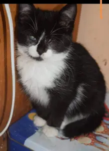 Einauge Olivia, aus dem Tierschutz Bulgarien. Einauge sollte komplett blind sein, kann aber durch eine Art Gardine schauen