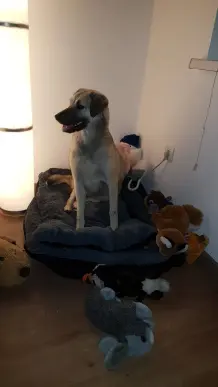 Hannelore aus Rum&auml;nien, hat gehumpelt und den H&uuml;ftknochen zu gro&szlig; gehabt. Ist seit der OP besser dran.